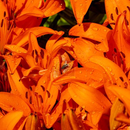 Téléchargez les photos : Lilium bulbiferum, azucena anaranjada, lis orange. Voler sur un Lilium. - en image libre de droit