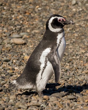 Photo for Magellanic penguin walking on the beach. - Royalty Free Image