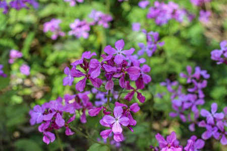 Foto de Vibrante violeta violeta Lunaria annua flores, la flor de la honestidad en la naturaleza aislado macro bokeh - Imagen libre de derechos