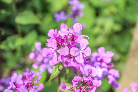 Vibrante violeta violeta Lunaria annua flores, la flor de la honestidad en la naturaleza aislado macro bokeh