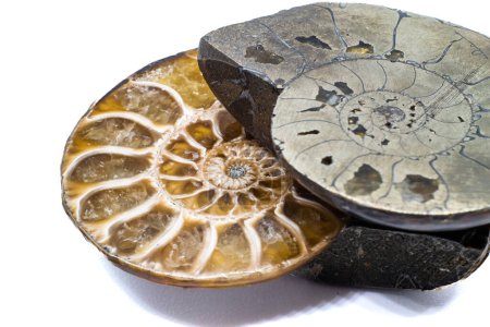 Makroscheiben aus opalisiertem und Pyrit-Ammonit, Ammolith-Kristallsilikat und Idioten-Gold-Silber-Metallfossil isoliert auf einer weißen Hintergrundoberfläche