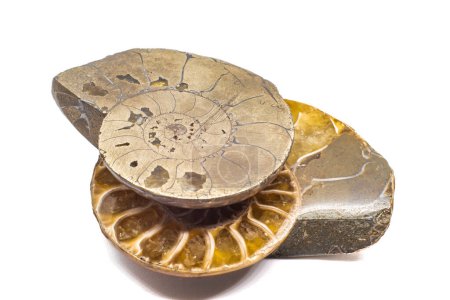 Macro rebanadas de amonita opalizada y pirita, silicato de cristal de ammolita y fools oro plata metal fósil aislado sobre una superficie de fondo blanco