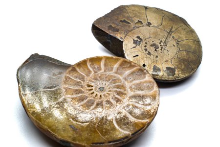 Téléchargez les photos : Macro tranches d'ammonite opalisée et pyrite, silicate de cristal d'ammolite et sots or argent métal fossile isolé sur une surface de fond blanc - en image libre de droit