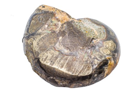 Macro tranches d'ammonite opalisée et pyrite, silicate de cristal d'ammolite et sots or argent métal fossile isolé sur une surface de fond blanc