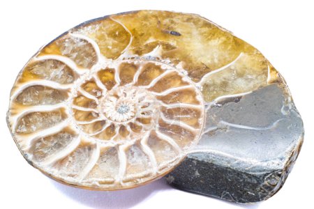 Makroscheiben aus opalisiertem und Pyrit-Ammonit, Ammolith-Kristallsilikat und Idioten-Gold-Silber-Metallfossil isoliert auf einer weißen Hintergrundoberfläche