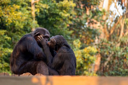 Un par de monos besándose apasionadamente encima de un árbol