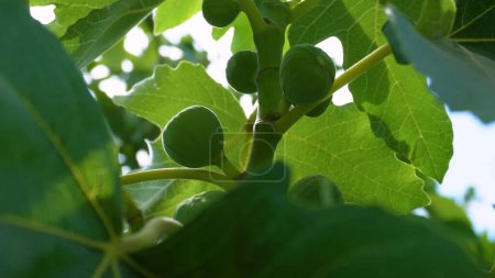 Téléchargez les photos : Figues vertes sur une branche close-up - en image libre de droit