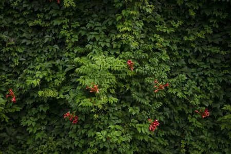 Téléchargez les photos : Fond vert nature avec des fleurs rouges
. - en image libre de droit