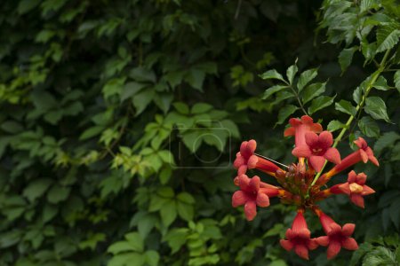 Téléchargez les photos : Fond vert nature avec des fleurs rouges
. - en image libre de droit