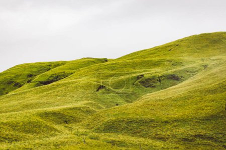 Isländische Landschaft mit lebhaften grünen Hügeln und weidenden Schafen im Hochland, Island. Hochwertiges Foto