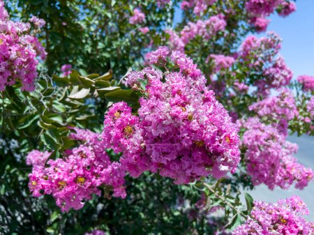 Photo for Lagerstroemia is a member of the family Lythraceae, which is also known as the loosestrife family. - Royalty Free Image