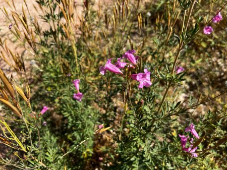 Photo for Penstemon parryi or desert penstemon, is a wildflower native to the Sonoran Desert of Southern Arizona, northern Mexico and in Central Asia. - Royalty Free Image