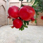The three pomegranates stand together nicely and are ripe.