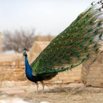 The peacock in the middle of a cemetery in Bukhara.