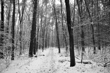 Foto de Un camino va lanzar un bosque de pino y arce nevado en invierno durante la época de Navidad - Imagen libre de derechos