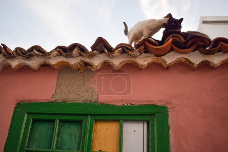 Photo for Two tabby cats are sitting on the roof of an old house. Rural landscape. Sunny day blue sky vine leaves white cat and grey cat - Royalty Free Image
