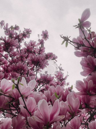 Téléchargez les photos : Un spectacle vibrant de beauté printanière ! Ces magnolia et cerisiers débordent de délicates fleurs roses et blanches. - en image libre de droit