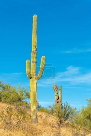 Téléchargez les photos : Tall native cactus in the sonora desert in Arizona with natural foliage and shrubs on side of hill with whispy cloud blue sky. In late afternoon sun on a hike or in a national park. - en image libre de droit