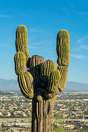 Photo for Aged and weathered saguaro cactus that is starved for nutrients and water in harsh conditions of sonora desert. In arizona with suburban background and clear blue sky in sun. - Royalty Free Image