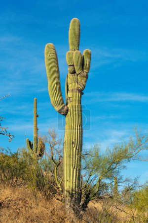 Téléchargez les photos : Saguaro cactus with many arms and visible spikes on a hill in the sonora desert in Arizona with mostly clear blue sky. In sun with foliage and plants in background in a natural area of wilderness. - en image libre de droit