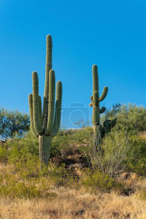 Photo for Two saguaro cactuses in their natural habitat in the sonora desert in Arizona with clear blue sky and natural shrubs. Bushes and grass in the summer with visible spikes and many arms. - Royalty Free Image