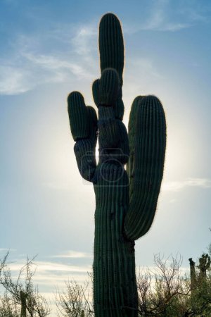 Téléchargez les photos : Silhouette saguaro cactus in the blistering arizona sun with visivble shade and foliage or grass in the sonora desert. Clear light blue sky with some clouds and sun flare in the natural wilderness. - en image libre de droit