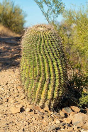 Téléchargez les photos : Barrel cactus sprouting low to the ground with rocks and stones in the sonora desert with native foliage and trees. Visible spikes and green exterior in afternoon sun with blue sky. - en image libre de droit
