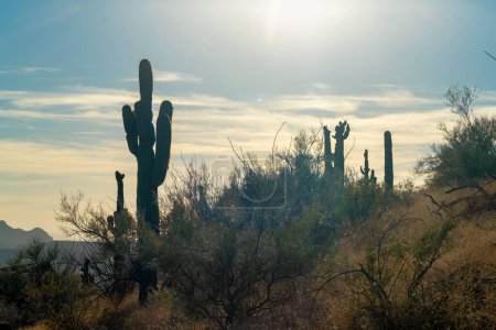 Téléchargez les photos : Arizona sunset in the heat of the sonora desert with native plants and shrubs with segauro cactuses in the silhouette. Late afternoon sun with visible moutains and hills in natural wilderness. - en image libre de droit