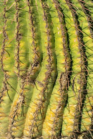 Téléchargez les photos : Close image of barrel or saguaro cactus in the late afternoon sun with visible spikes and green and yellow vegetation texture. Used for design or pattern purposes in backgrounds. - en image libre de droit