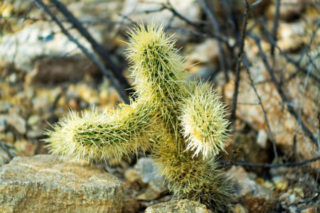Téléchargez les photos : Teddy bear chollo cactus in cliffs of arizona natural grasses and vegetation in background with trees and rocks. In sabino national park in tuscon arizona in southwest united states north america. - en image libre de droit