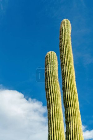 Téléchargez les photos : Towering saguaro cactuses in the hills of tuscon arizona with ridges and visible spikes on vegetation in the blue sky. Some clouds with midday sun in the cliffs of the southwestern sonora desert. - en image libre de droit