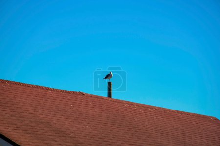 Photo for California gull near sea on wooden beach post over red tiled roof in late afternoon shade with copy space blue sky. In city or beach area with tropical winds in suburban area near nature. - Royalty Free Image