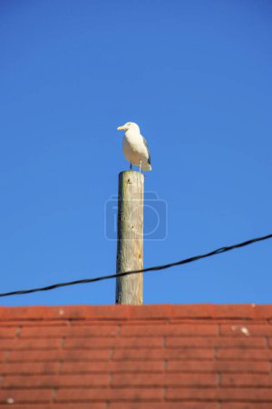 Photo for California or sea gull on light wooden post with telephone wire over red or orange roof tiles on gable style building. Midday afternoon sun with blue clear copy space sky background near beach. - Royalty Free Image