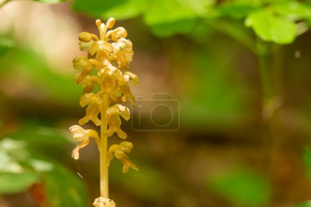 Photo for Bird`s-nest Orchid (Neottia nidua-avis) in natural habitat - Royalty Free Image