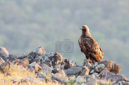 A Golden Eagle sitting on the ground
