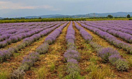 Lavender landscape in Provence, France