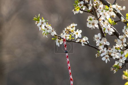 Photo for Bulgarian Martenitsa spring sign on the tree branch holiday postcard background - Royalty Free Image
