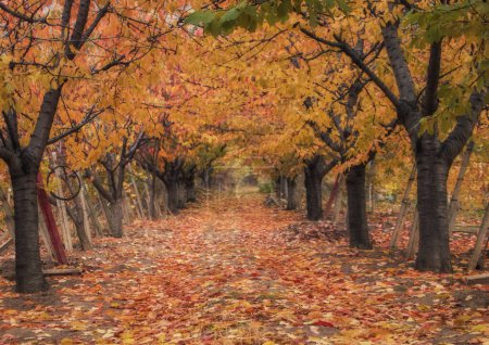 Photo for Cherry trees in a ochard in autumn - Royalty Free Image