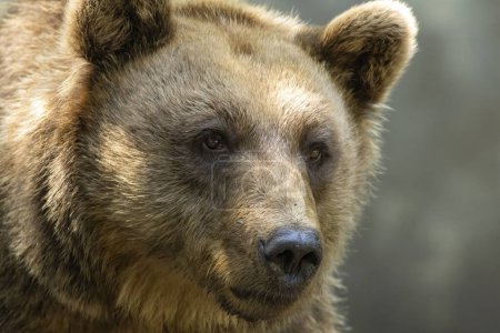 Photo for Brown Bear close up portrait in the nature - Royalty Free Image