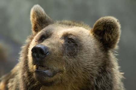 Photo for Brown Bear close up portrait in the nature - Royalty Free Image