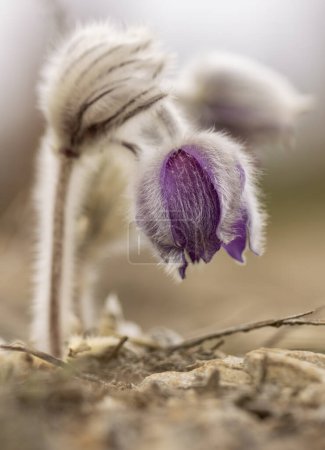 Foto de Pasque Flower Pulsatilla slavjankae en la mendicidad de la floración - Imagen libre de derechos