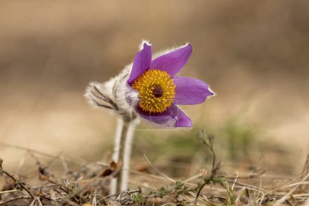 Téléchargez les photos : Fleur pascale Pulsatilla slavjankae dans la mendicité de la floraison - en image libre de droit