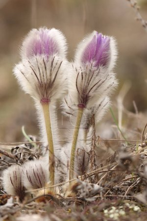 Foto de Pasque Flower Pulsatilla slavjankae en la mendicidad de la floración - Imagen libre de derechos