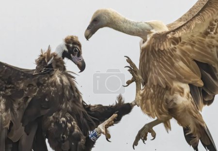 Fight between Griffon and Cinereous Vulture