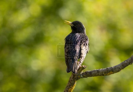 Photo for Common Starling in to the forest - Royalty Free Image