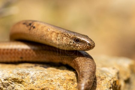 Eastern Slow-worm (Anguis colchica) close-up photography