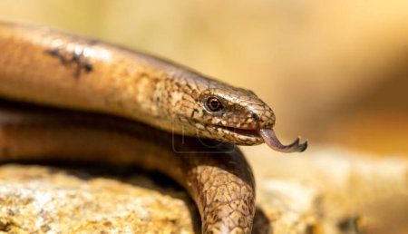 Eastern Slow-worm (Anguis colchica) close-up photography