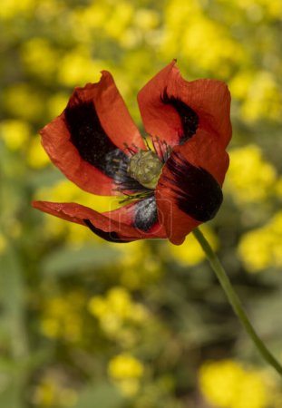 Photo for Red and black poppy in to the wild - Royalty Free Image