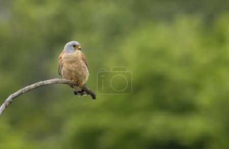 Photo for Male lesser kestrel brring different food (insects, mice, voles) for baby in nest - Royalty Free Image