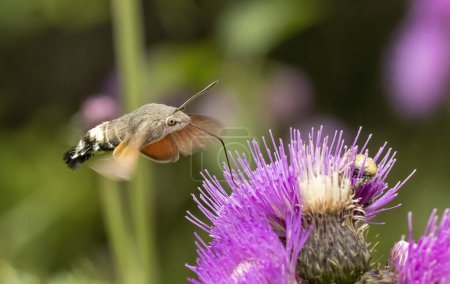Kolibri-Falter (Macroglossum stellatarum) sammeln Nektar aus Pflanzen